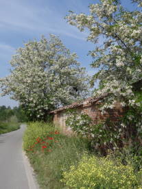 DSC00240Monreale DSC00240Monreale