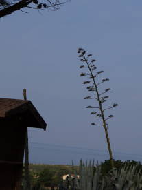 Dachterrasse 019Mangiapane Dachterrasse 019Mangiapane