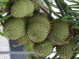 Dachterrasse 049Siculiana